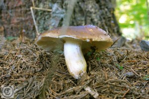 Bruine sparrenrussula.jpg_product